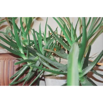 Natural Aloe Vera Plants